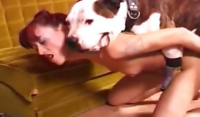 ruiva,sexo de cachorro