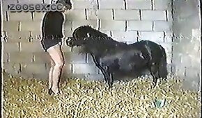 bet321bet - pónei,sexo de cachorro