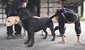 pornô com animais,fodendo com animais
