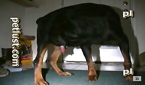 sexo de cachorro,zoológico foda pornô
