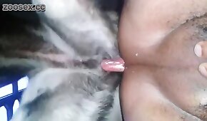 sexo de cachorro,sexo com animais