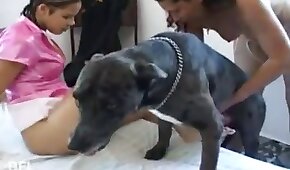 sexo de cachorro,animal fode garota