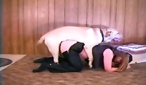 sexo de cachorro,fodendo com animais