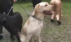 mulher e animal