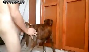 pornô com animais,vídeos de bestialidade