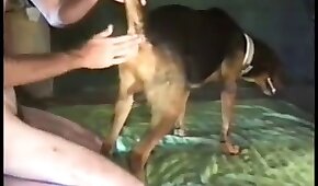 fodendo com animais,vídeos pornográficos de animais